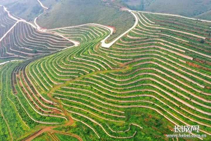 河北省97人获“河北省绿化奖章”