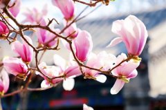 前方高能！最高气温或将飙至24℃！6大春游线路收好