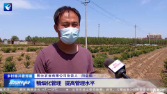邢台市西户村民：“金银花”让俺们的钱袋子“鼓了”